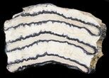 Mammoth Molar Slice - South Carolina #40975-1